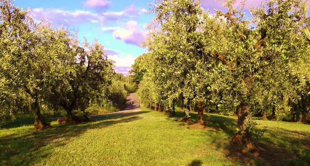 Podere La Casuccia * Malmantile